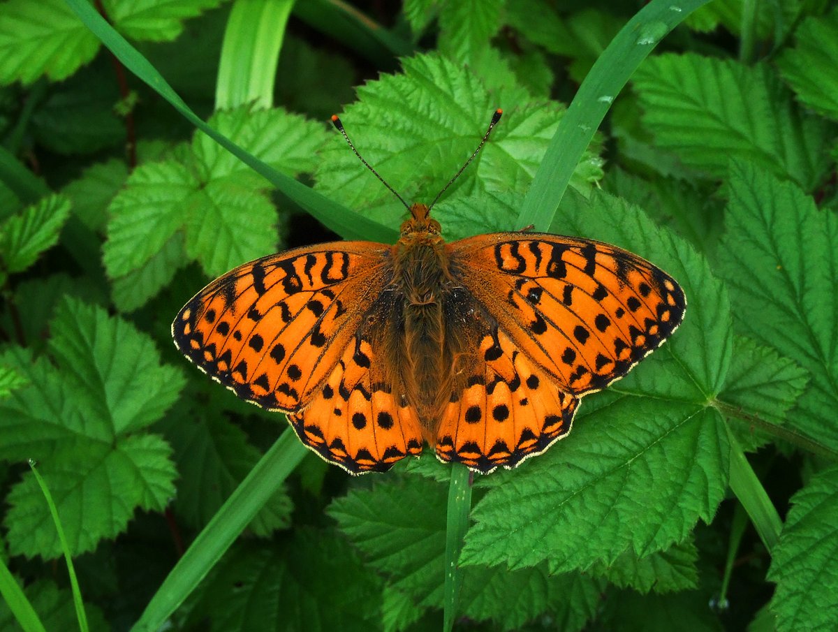 BC_Lancs's tweet photo. First branch Dark Green Fritillary report in 2023! See record at https://t.co/E8QNtq0RYe (file photo). https://t.co/uAZAHtMtH2