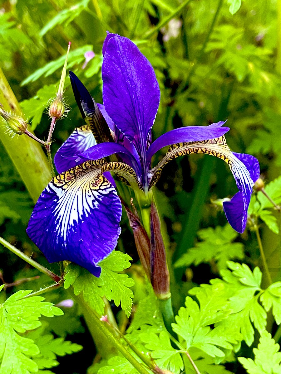 Excited to find this beauty amongst my weeds!!! #FLOWER #flower #garden