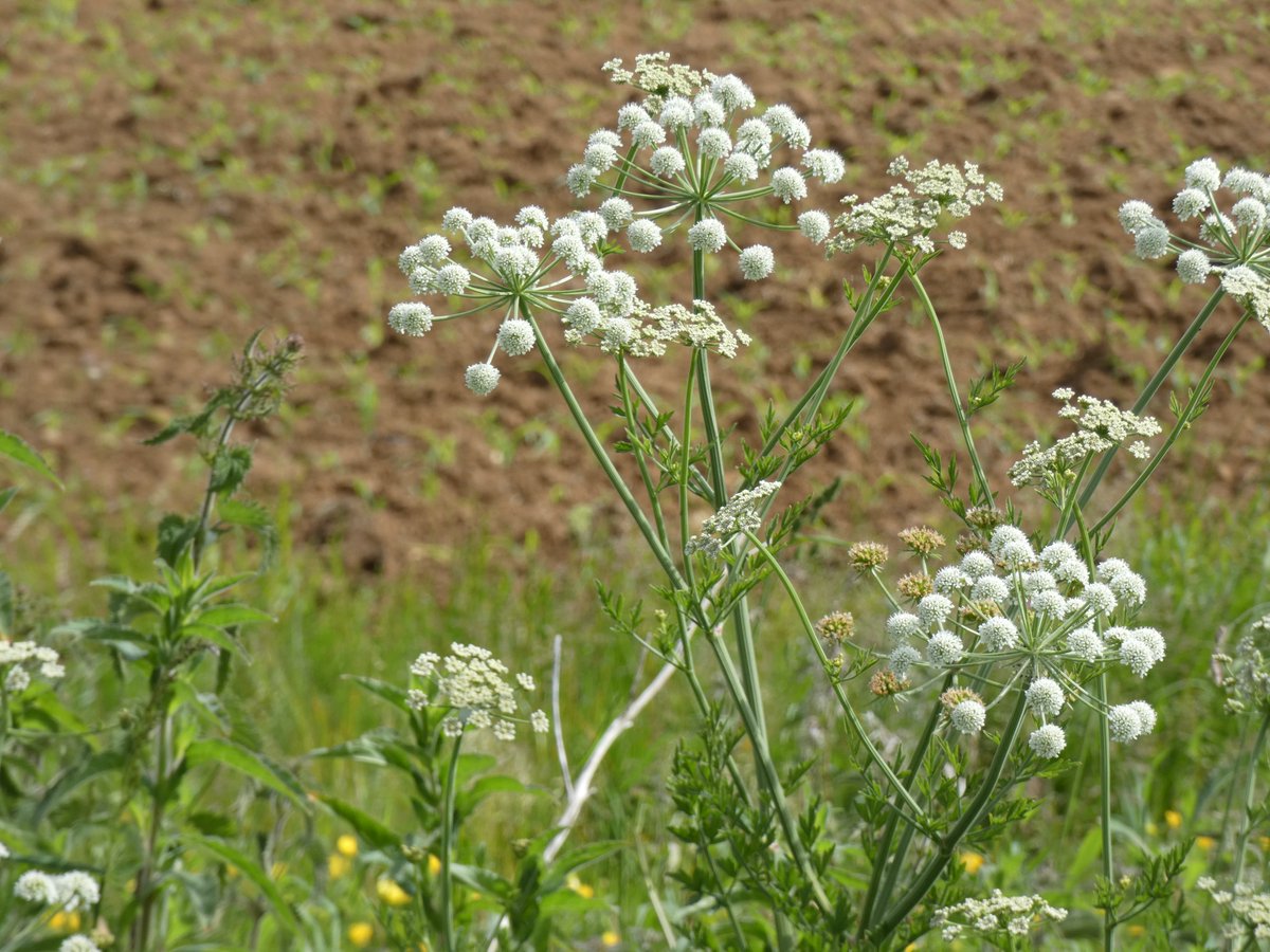 Is this hemlock water dropwort? It's growing on a stream bank #wildflowerhour #wildflowerid #wildflowers #nature #TwitterNatureCommunity