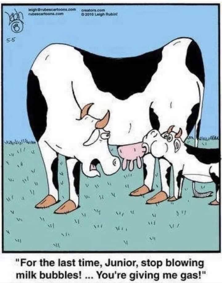 MikeFollowsNo1's tweet photo. @DDfarmerette is this a #cowfact … or just a #cowfunny ? 🤭 https://t.co/IjgbdOLzGg