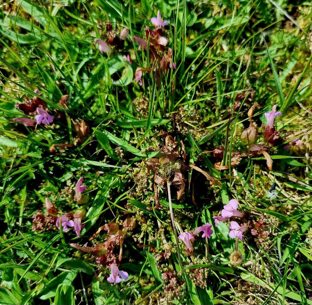 Lousewort, a lovely hemiparasitic plant found on damp acid grassland and moorland.  Those lipstick pink flowers are unmistakable #WildFlowerHour #ParasiticPlants #BSBIbotany