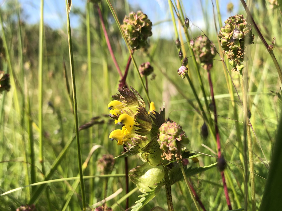 One parasitic plant and one semi-parasitic plant from the environs of my Wiltshire village for the #ParasiticPlants challenge on this week's #wildflowerhour: Bird's Nest Orchid & Yellow Rattle. @BSBIbotany @wildflower_hour @WiltsWildlife