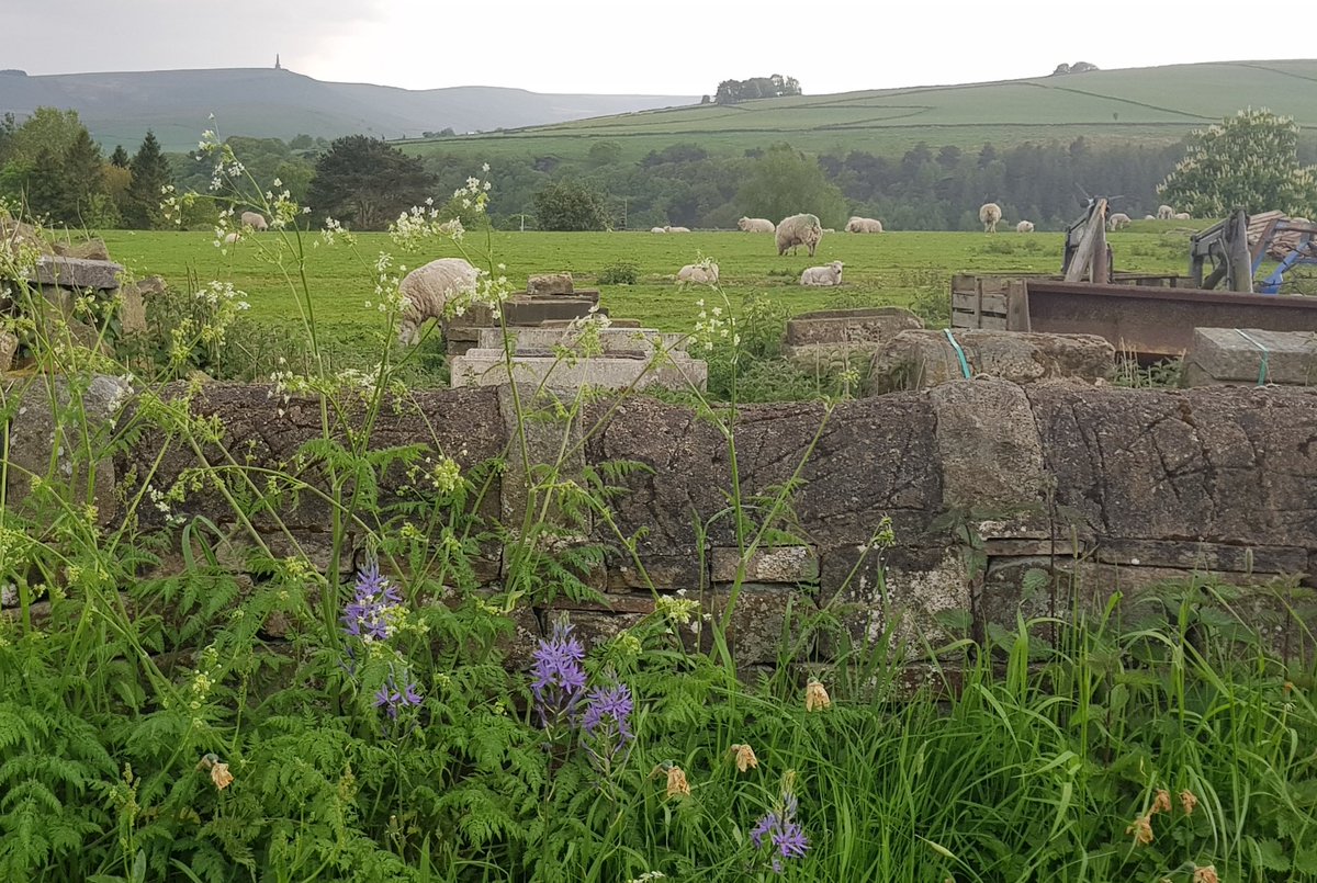 #wildflowerhour wildflowers, a wall, sheep, and in the distance, Stoodley Pike #Slack #ColneValley #Kirklees