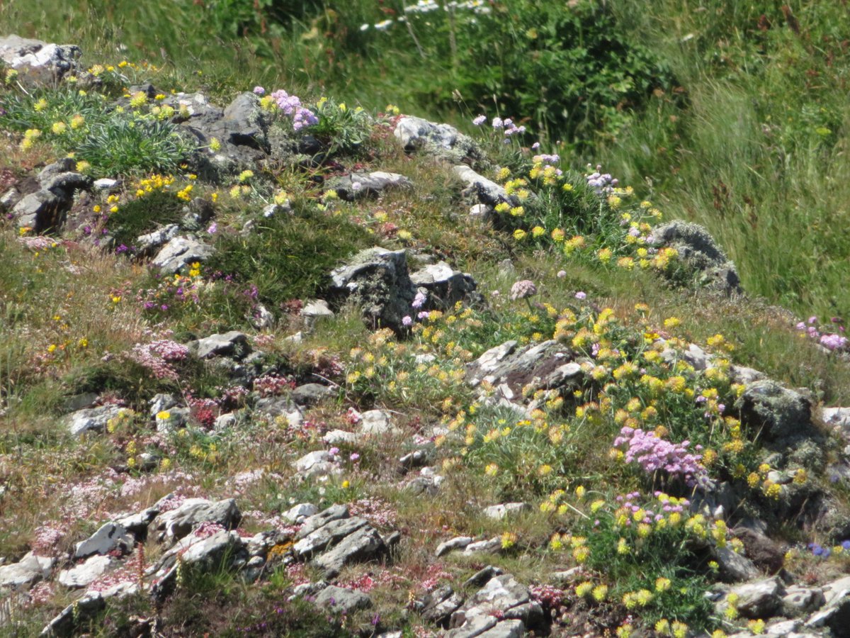AlasdairGordon1's tweet photo. .@wildflower_hour @Love_plants @BSBIbotany @issybryonyh @BBCSpringwatch @beauty_cornwall @NorthCornwallNT Plenty of kidney vetch, seapinks and sheeps bit on sea facing rocky out crop  on #TheRumps this week.  #vetch #seapinks #sheepsbit #wildflowers #wildflowerhour  #Cornwall https://t.co/q5w1SRyFMN