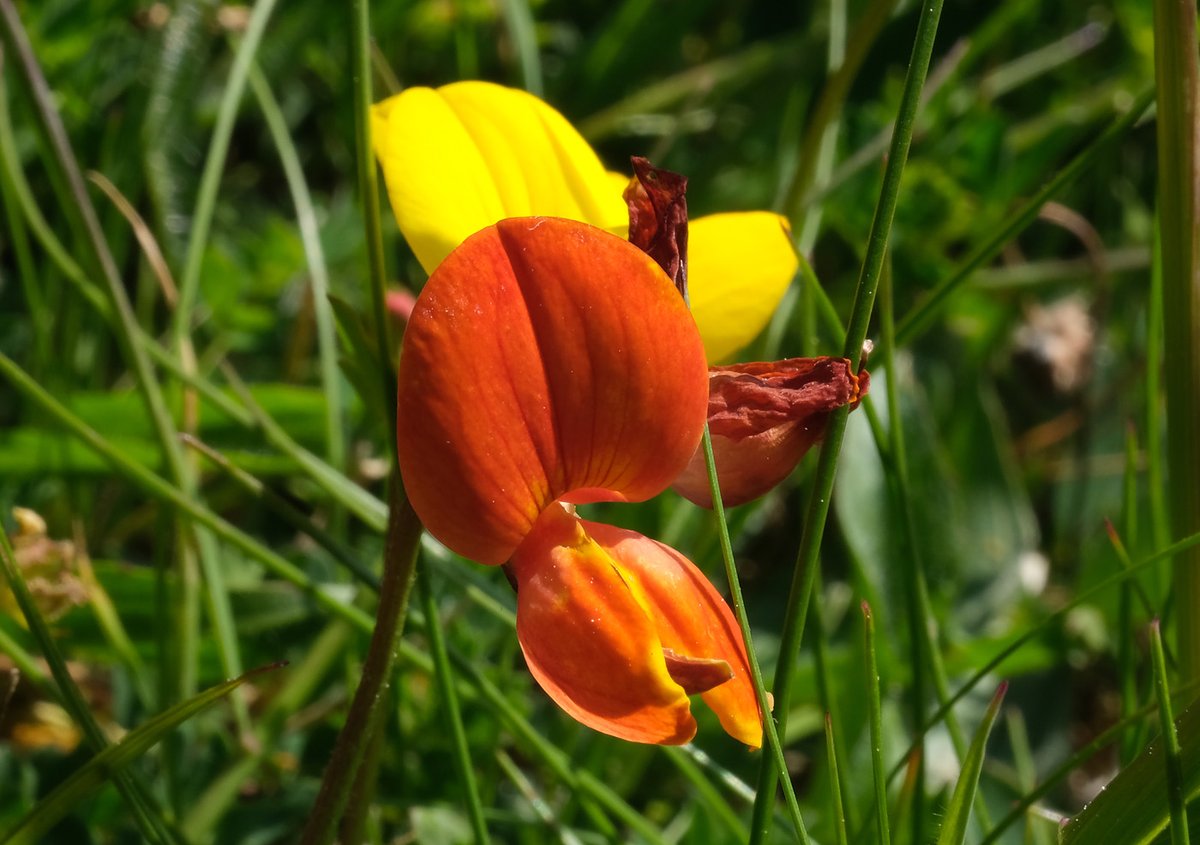 'Eggs and bacon' - I wonder why! #wildflowerhour