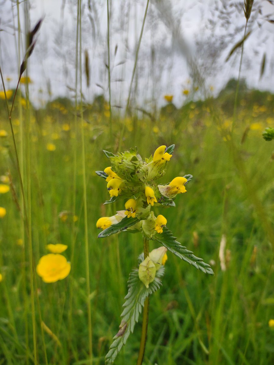 Yellow Rattle helping to keep a local meadow nice and diverse 

#WildflowerHour