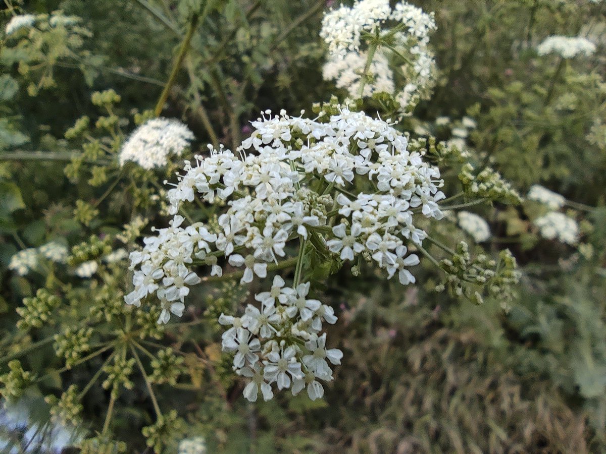 Guardabosque69's tweet image. Conium maculatum, llamada comúnmente #cicuta, es una especie herbácea bienal de la familia de las apiáceas.La toxicidad de la cicuta para el ser humano se conoce desde épocas remotas. En en el año 399 a. C.,   #Sócrates  murió obligado a beber copa de cicuta.