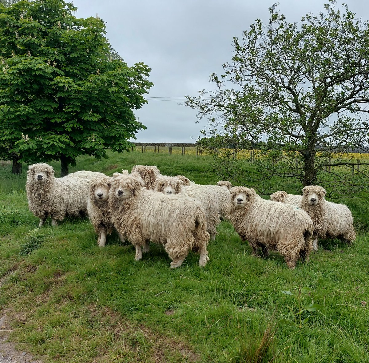 Greyface Dartmoor hoggs.  Can't keep them all...