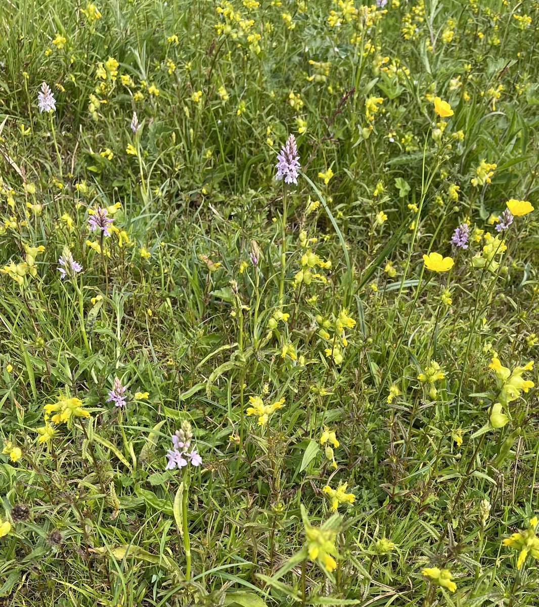 Yellow rattle doing its meadow making thing #ParasiticPlants #wildflowerhour