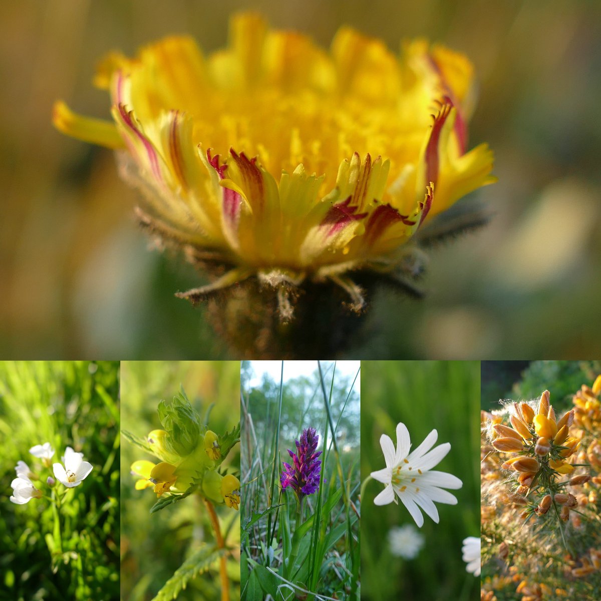 Hello #wildflowerhour friends from sunny #perthshire #Scotland 😊 colour wherever you look this week #hawkweed #cuckooflower #yellowrattle #orchid #stitchwort #gorse #ParasiticPlants @BSBIbotany @wildflower_hour @PlantlifeScot