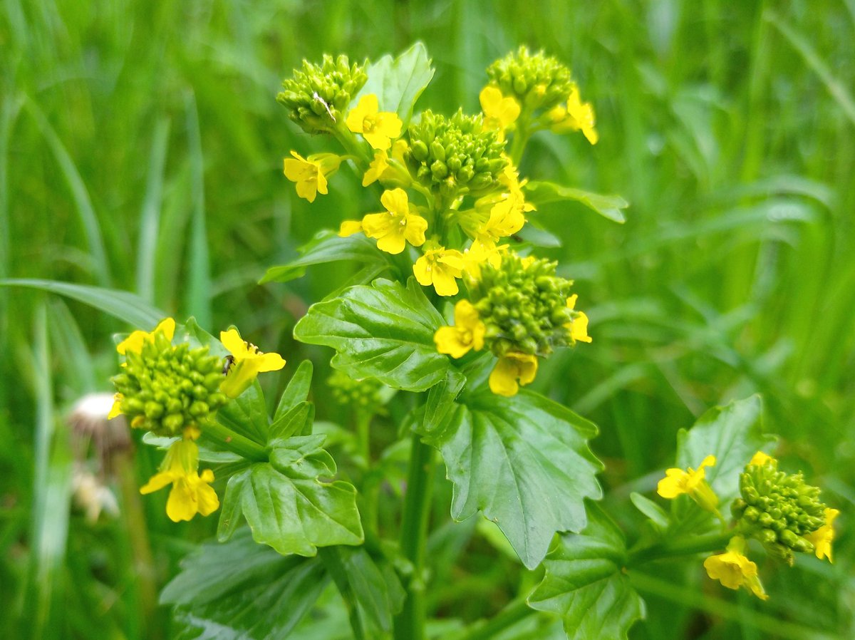 Yellow rocket / wintercress blooming along the #RiverSevern, in my garden and all over #Worcester right now. #wildflowerhour