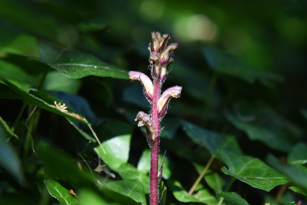 Ivy Broomrape.. #wildflowerhour #ParasiticPlants