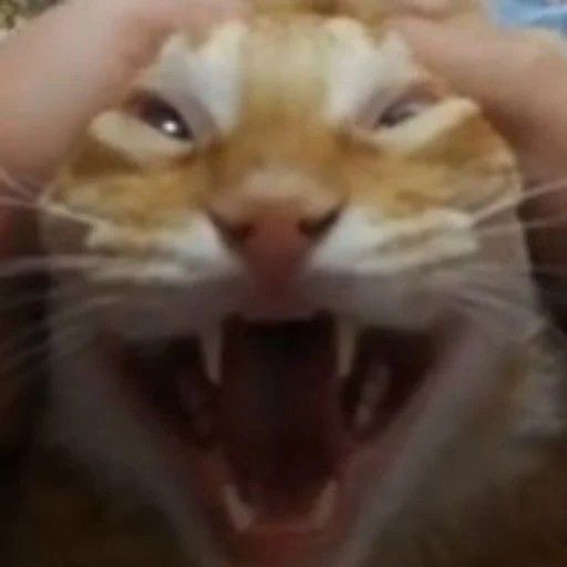 20 soruluk uzem sınavının bitmesine 5dk kala 10. soruda olduğumun farkına vardığımda chatgpt ye yansıyan görüntüm