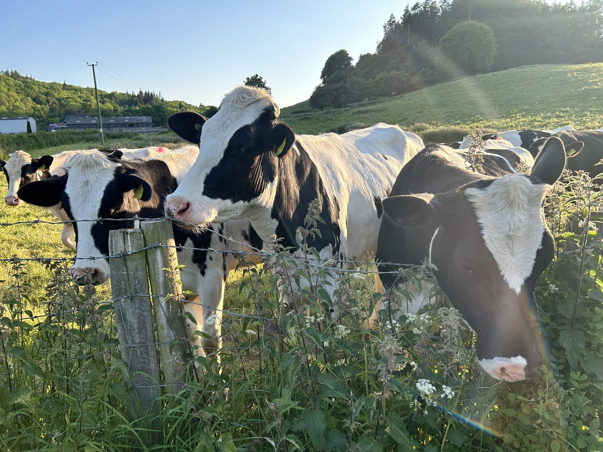 Met some of the locals on my evening walk tonight. They were very curious 🐮 and quite a crowd eventually came over to see us 🐾