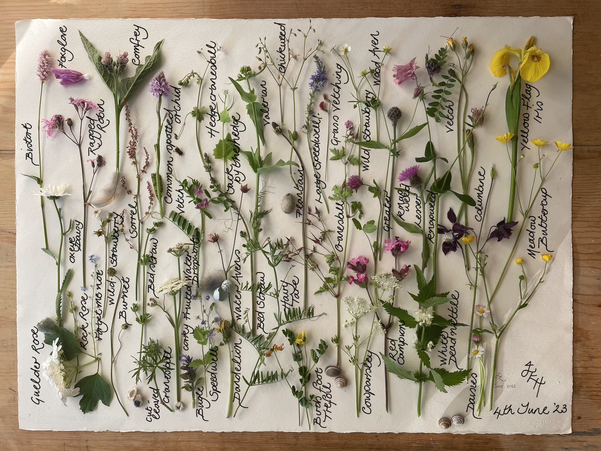 On rare occasions throughout the year, I record all the plants flowering in our meadow (once an agricultural field). Mindfully, I pick one of each that can spare a bloom. Today’s that rare and special day! I counted 50 species, most of which are represented here. #WildflowerHour