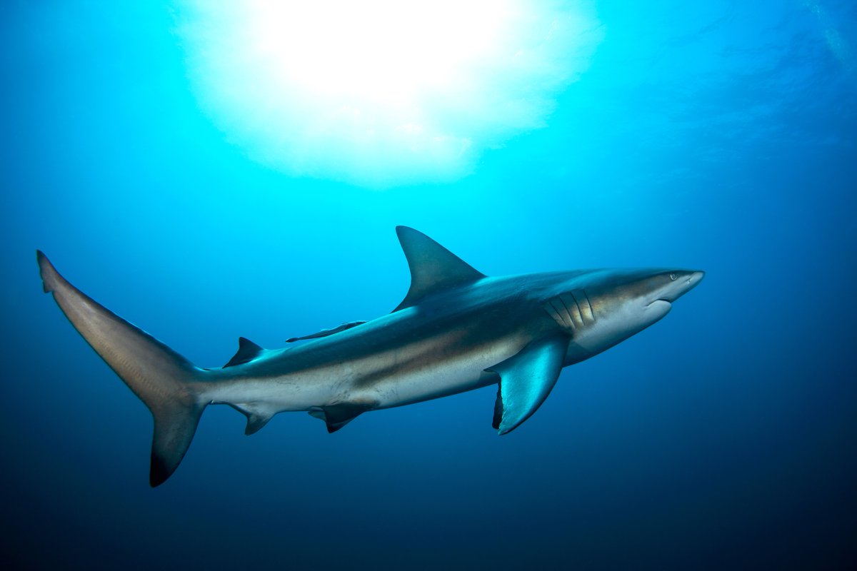There are over 500 species of sharks. How many species must keep swimming in order to breathe?

A. 20-25 species
B. 100-150 species
C. 200-250 species
D. 300-350 species
E. All sharks must keep swimming in order to breathe