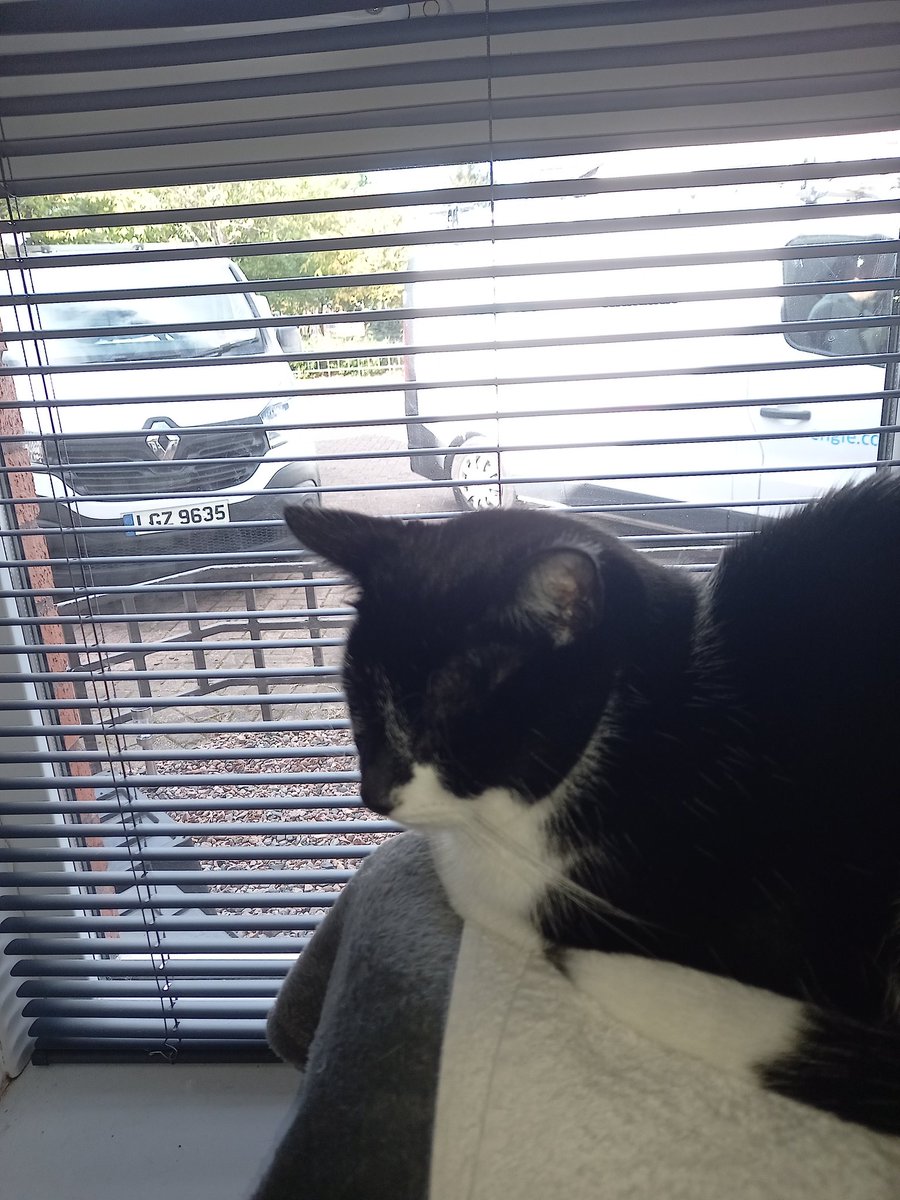 TraceyFreebair1's tweet photo. So angry at one of my neighbours  earlier...was out in the garden making the most of the good weather and Teddy my wee cat was lying in the shade . He decided to throw an empty beer can at him and started shouting and hissing at him for no reason..was drunk and laughed https://t.co/OpDi1nFyD7