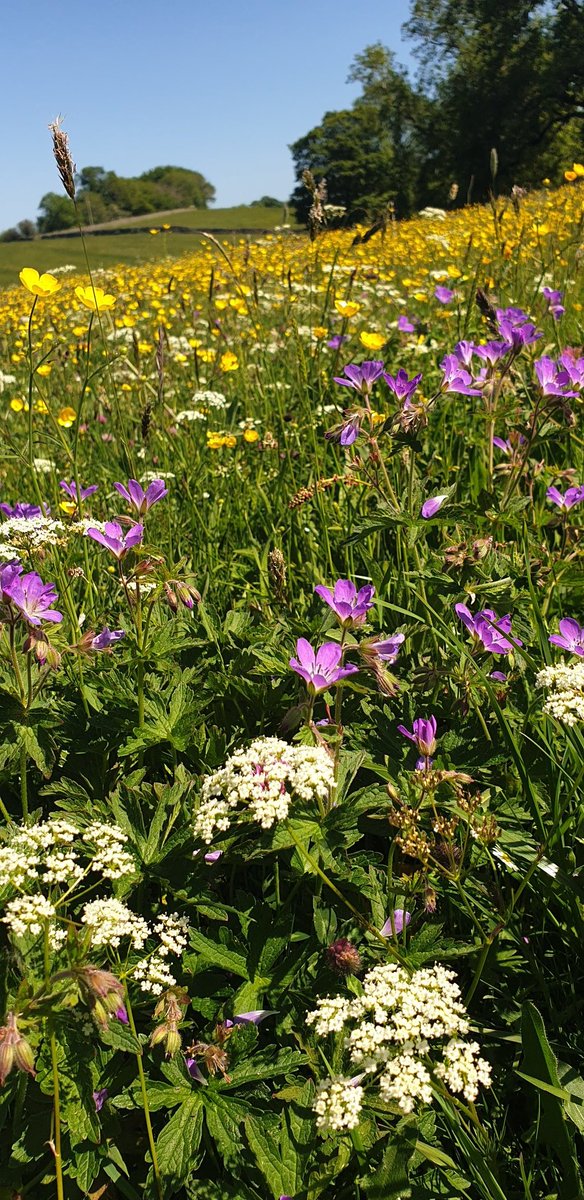 The unbelievable beauty of Teesdale meadows - buttercups, pignut, & wood cranesbill - with much else in between.
#wildflowerhour