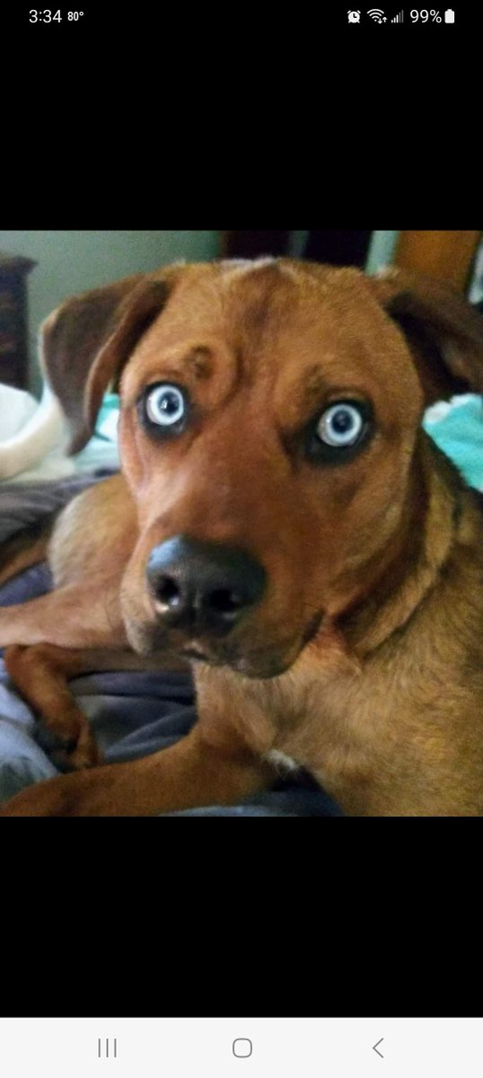 angstot's tweet photo. Fundraiser by Jerromy Slocum : Please Help Wanda's Emergency Surgery Fund https://t.co/xB26nOIvEe https://t.co/gWheSPx0Ab