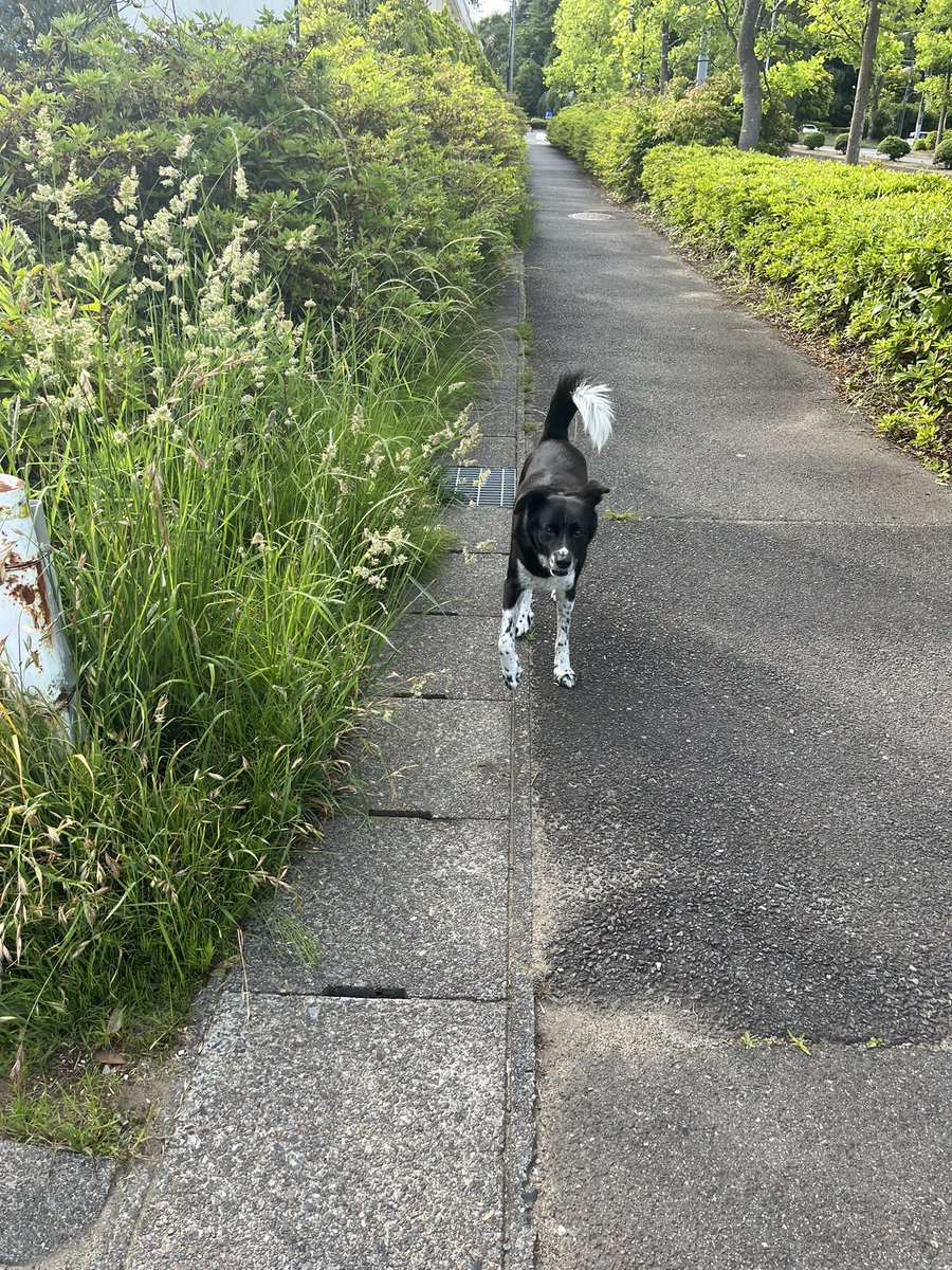 cocoaGG14's tweet photo. 飼い主元気見つかった様です
ご協力ありがとうございました
#迷子
#迷い犬
#黒い犬
#白い尻尾
#いわき市
#中央台
#ドンキホーテ
#飼い主発見 https://t.co/r0QXkXKtZN