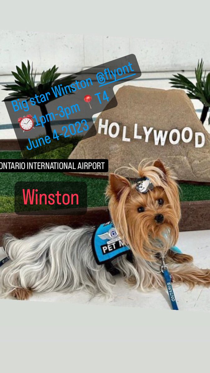 Big star Winston  @flyONT 
⏰1pm-3pm 📍T4
June 4-2023

#airporttherapydogs 

Photo winstonyorkietherapydog