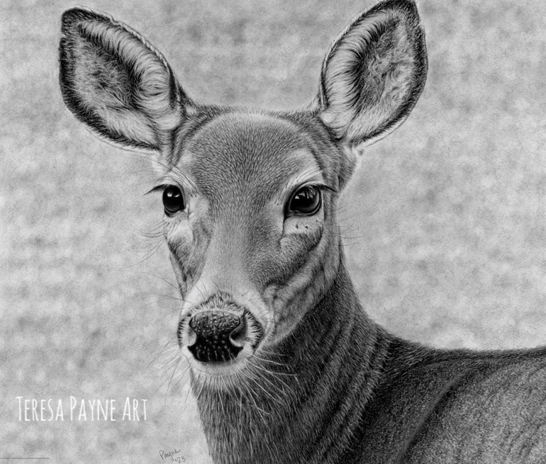 Latest charcoal drawing. Reference picture taken by my son. 12.5' X 14.5' Original artwork and prints available at TeresaPayneArt.com #art #ArtistOnTwitter #artist #artwork #charcoal #charcoaldrawing #realism #hyperrealism #deer #wildlife #wildlifeart