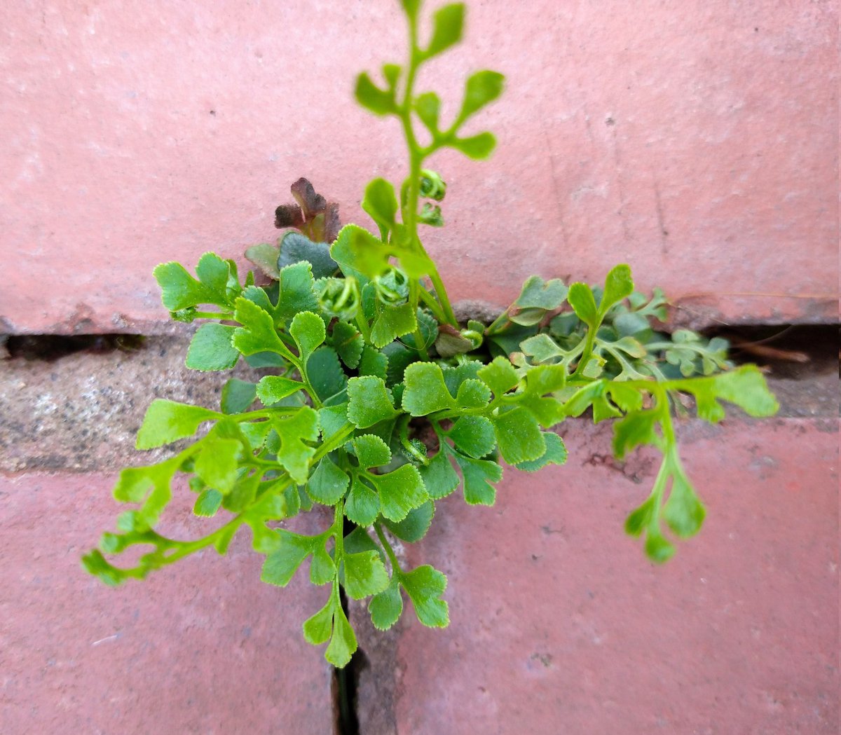 Field Pennycress, Creeping Cinquefoil, White Bryony, Wall Rue, out and about in #Worcester this week. #wildflowerhour