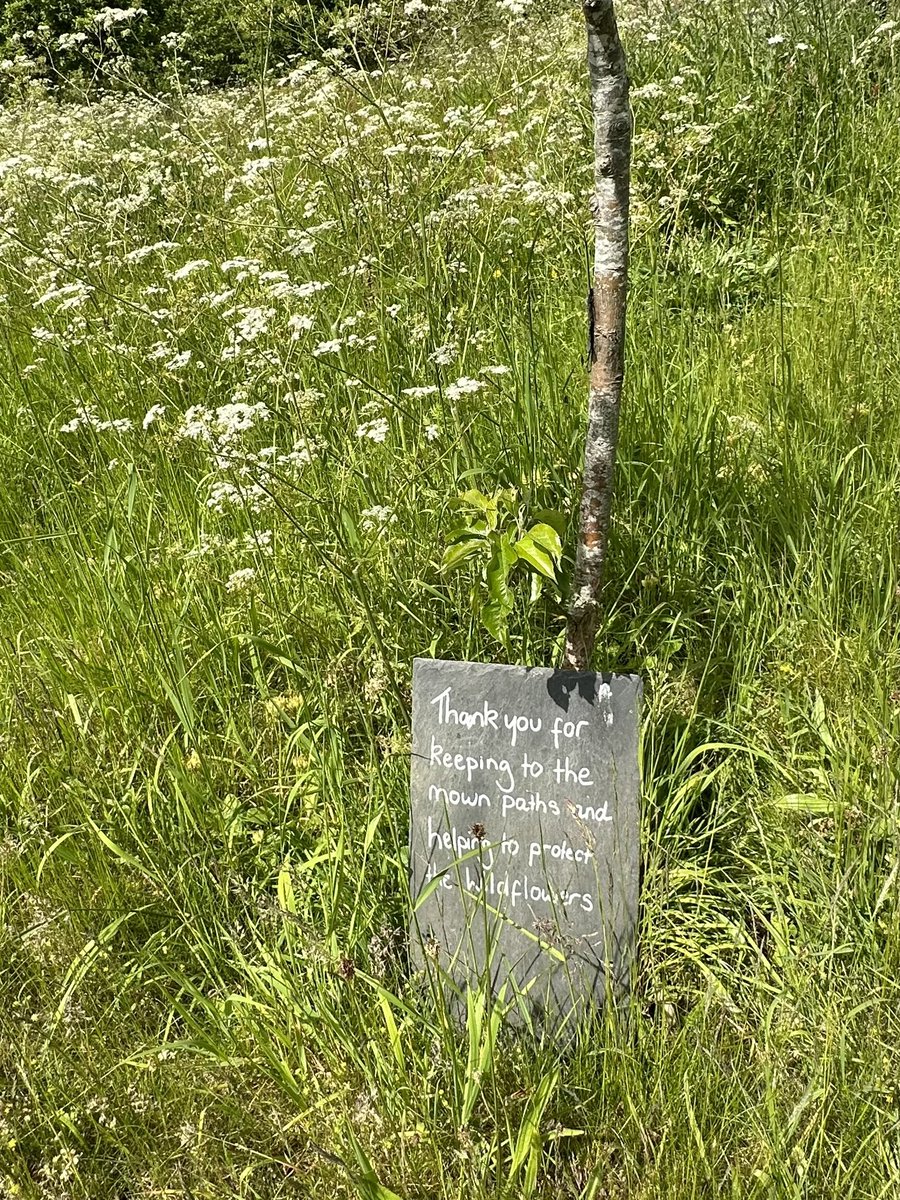 Really impressed with nationaltrust.org.uk/visit/gloucest… attitude to nature with lots of wild flowers and no mowing .  Wonderful to see as per rewilding @_JoelAshton  #nomow #nature