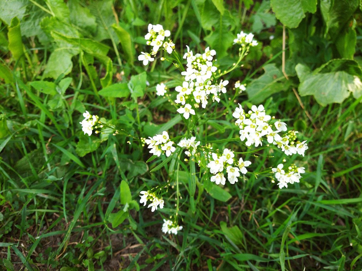 Some kind of bittercress? #wildflowerhour #wildflowerid
