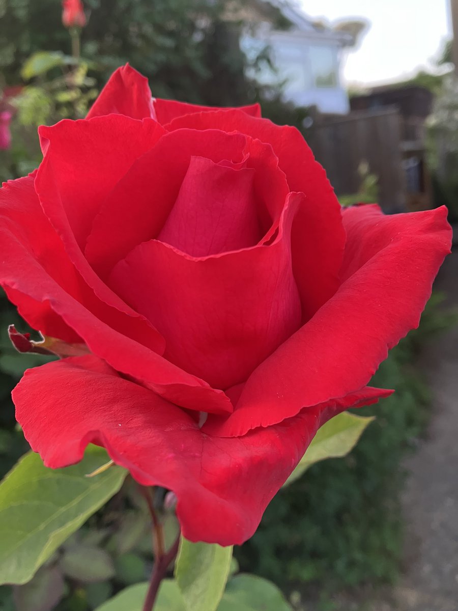 Rosa ‘Fragrant Cloud’