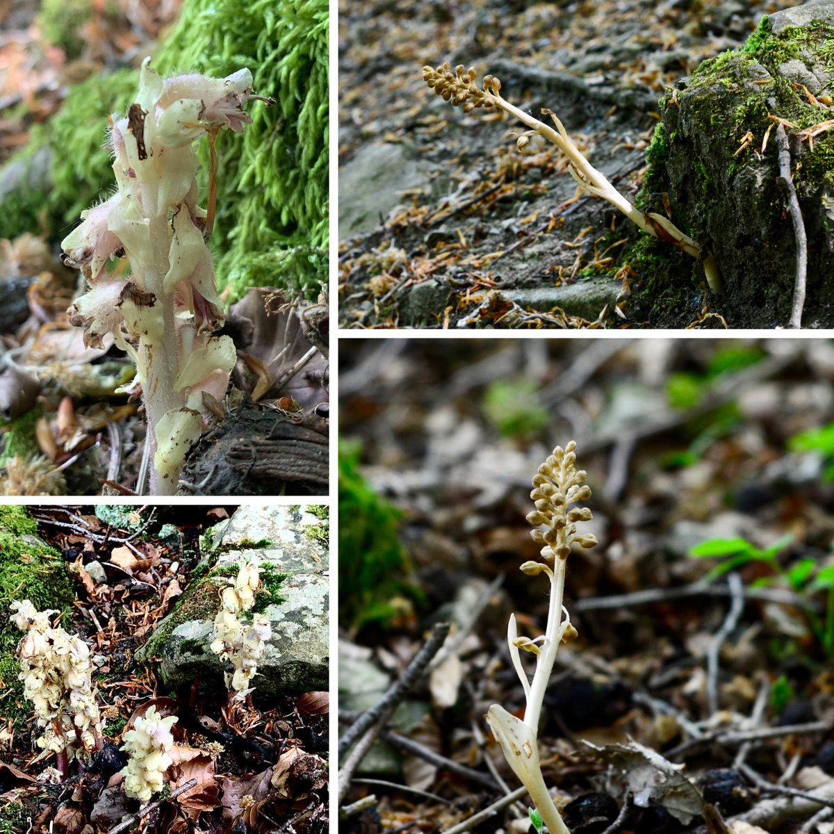 Toothwort and Birds nest orchid #parasiticplants #wildflowerhour ⁦@ukorchids⁩ ⁦@BSBIbotany⁩