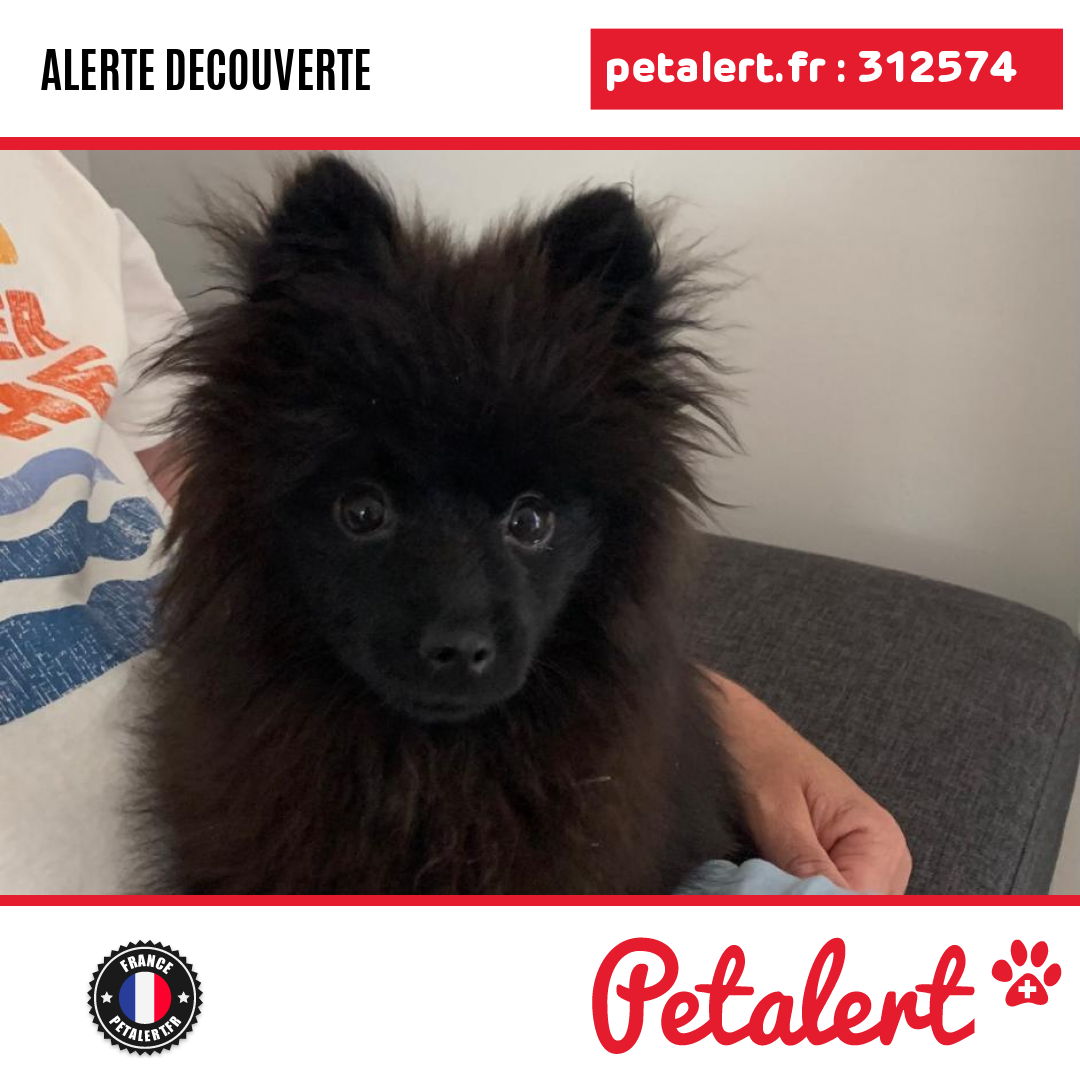 Trouvé #Chien #Gironde #Begles #Petalert  #PetAlert33 / p3t.co/FNqnJ