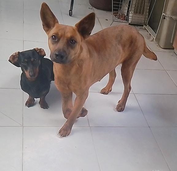 La casa del perro Salchicha CDMX (@lacasadelsalchi) on Twitter photo Salchiamigos buenas tardes, no tenemos alimento para la banda nos ayudan con RT para que vayan a comprar tacos árabes 🆘 <a href="/889Noticias/">88.9 Noticias</a> <a href="/inakimanero/">Iñaki Manero</a> <a href="/adn40/">adn40</a> <a href="/PaseoAcoxpaMX/">@PaseoAcoxpaMX</a> <a href="/TlalpanCoyoacan/">Acoxpa Ciudadano</a> <a href="/VillaCoapaMX/">Villa Coapa CDMX</a> <a href="/villacoapa1/">Villa Coapa</a> <a href="/akyoshi09/">Fabiola</a> <a href="/amilindaheidi/">gloria bernardi</a> <a href="/angiemaycolunga/">ANGIE COLUNGA</a> <a href="/arireyes192/">Alex8</a> <a href="/Beckhamin/">Beckhamin</a> Salchiamigos buenas tardes, no tenemos alimento para la banda nos ayudan con RT para que vayan a comprar tacos árabes 🆘 <a href="/889Noticias/">88.9 Noticias</a> <a href="/inakimanero/">Iñaki Manero</a> <a href="/adn40/">adn40</a> <a href="/PaseoAcoxpaMX/">@PaseoAcoxpaMX</a> <a href="/TlalpanCoyoacan/">Acoxpa Ciudadano</a> <a href="/VillaCoapaMX/">Villa Coapa CDMX</a> <a href="/villacoapa1/">Villa Coapa</a> <a href="/akyoshi09/">Fabiola</a> <a href="/amilindaheidi/">gloria bernardi</a> <a href="/angiemaycolunga/">ANGIE COLUNGA</a> <a href="/arireyes192/">Alex8</a> <a href="/Beckhamin/">Beckhamin</a>