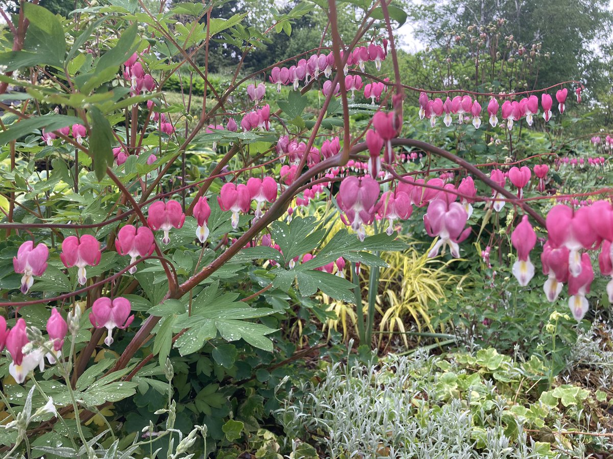 Nova Scotia’s woods will open again at midnight. One small step, with thousands more to go after these fires🙏🏽🩷