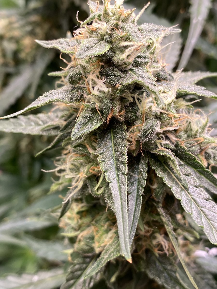 Sweet valley high by @HappyBirdSeeds  #natural #naturalmedicine #happybirdseeds #gogreen #sweetvalleyhigh #sweet #green #happyme