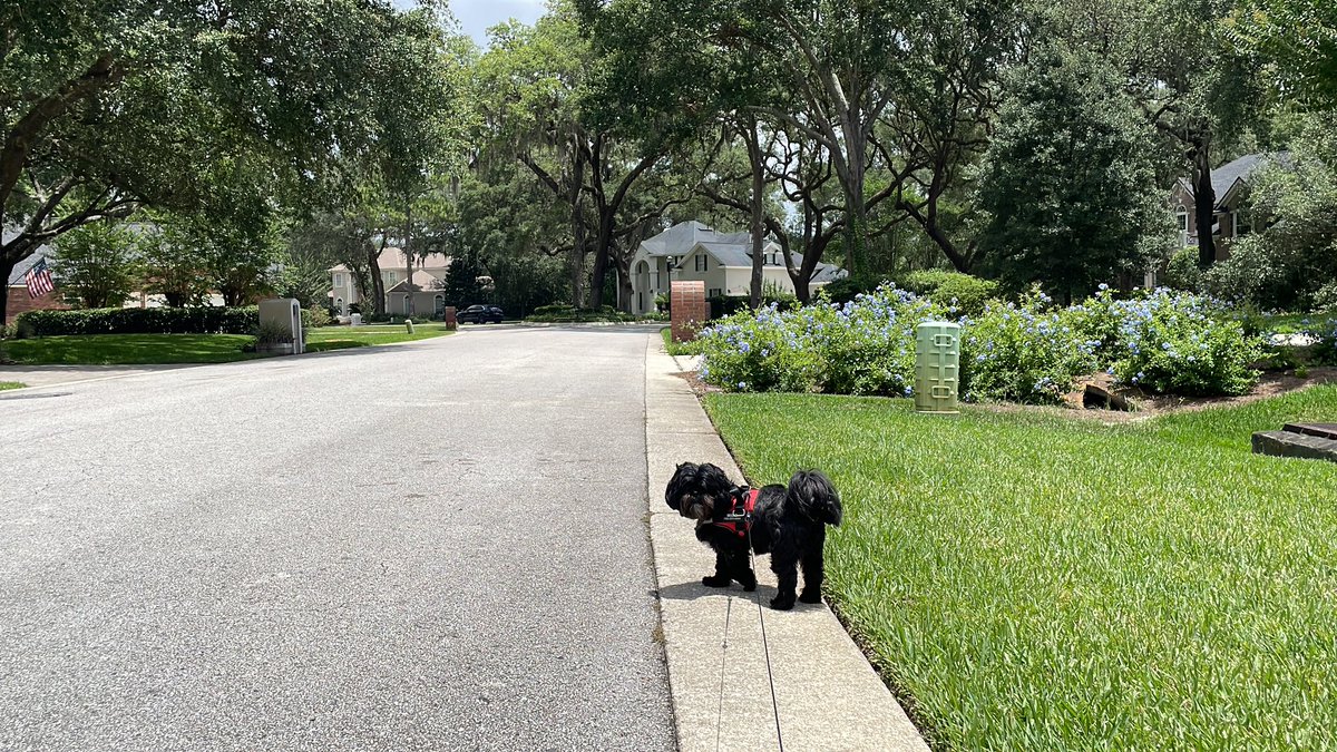 I guess I’m not walking fast enough #ShihTzu #dogwalking