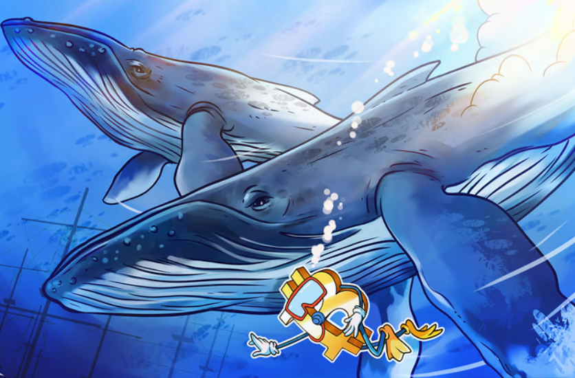 EmreSRGM's tweet photo. Whales are always brothers 🐳 💦 🐳 @bitcoin_whales_ @bl0ckchainsavvy what can you do for us 50,000 little whales We are all ready to get wet together 💦 https://t.co/m5GeG21Dtr