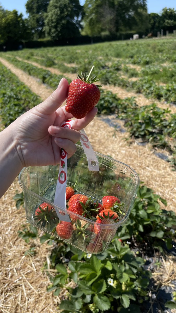 苺狩り - Search / X