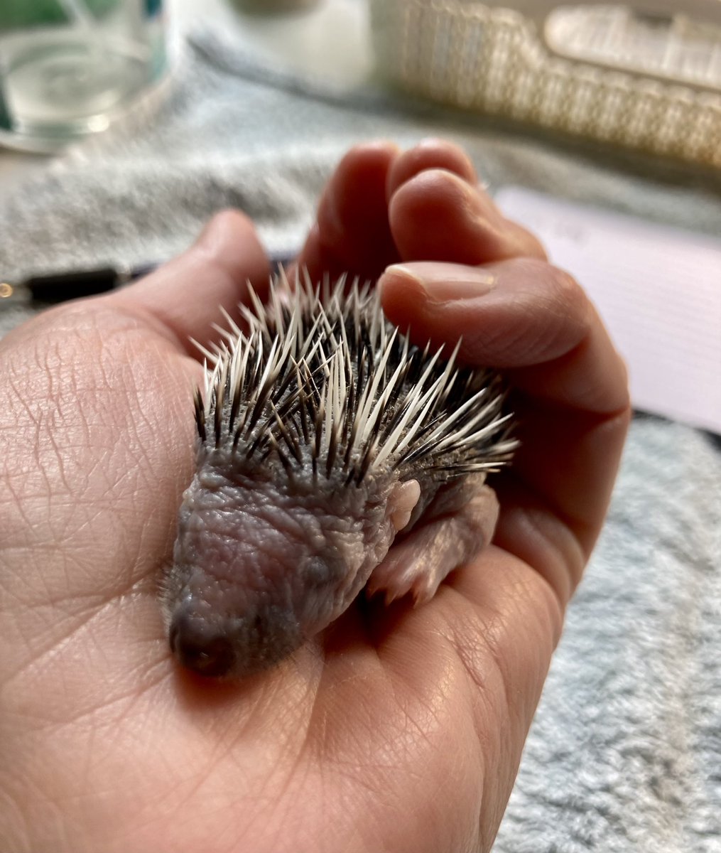 Tim was collected from my local Animal Rescue Centre this morning. He is very tiny 🦔 Please keep everything crossed for him 🙂 I need everything that’s on my Wish list in equal measure so if you can help it’d be really appreciated 💙🦔💙 amazon.co.uk/hz/wishlist/ls… 🦔