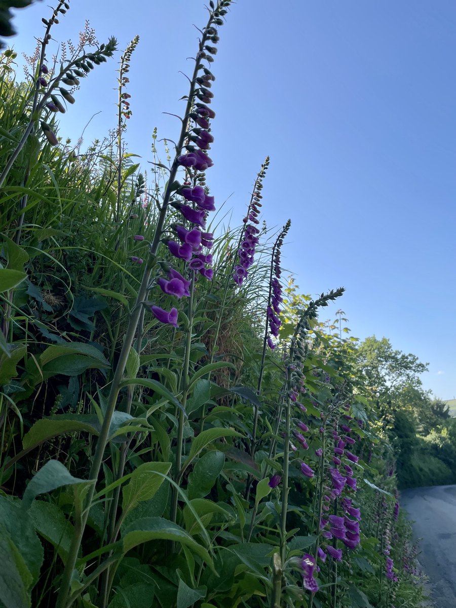 Foxgloves…