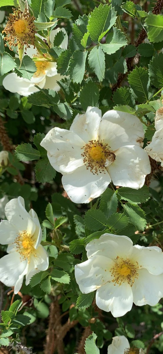 White Rose Bush #FlowerReport #RoseWednesday