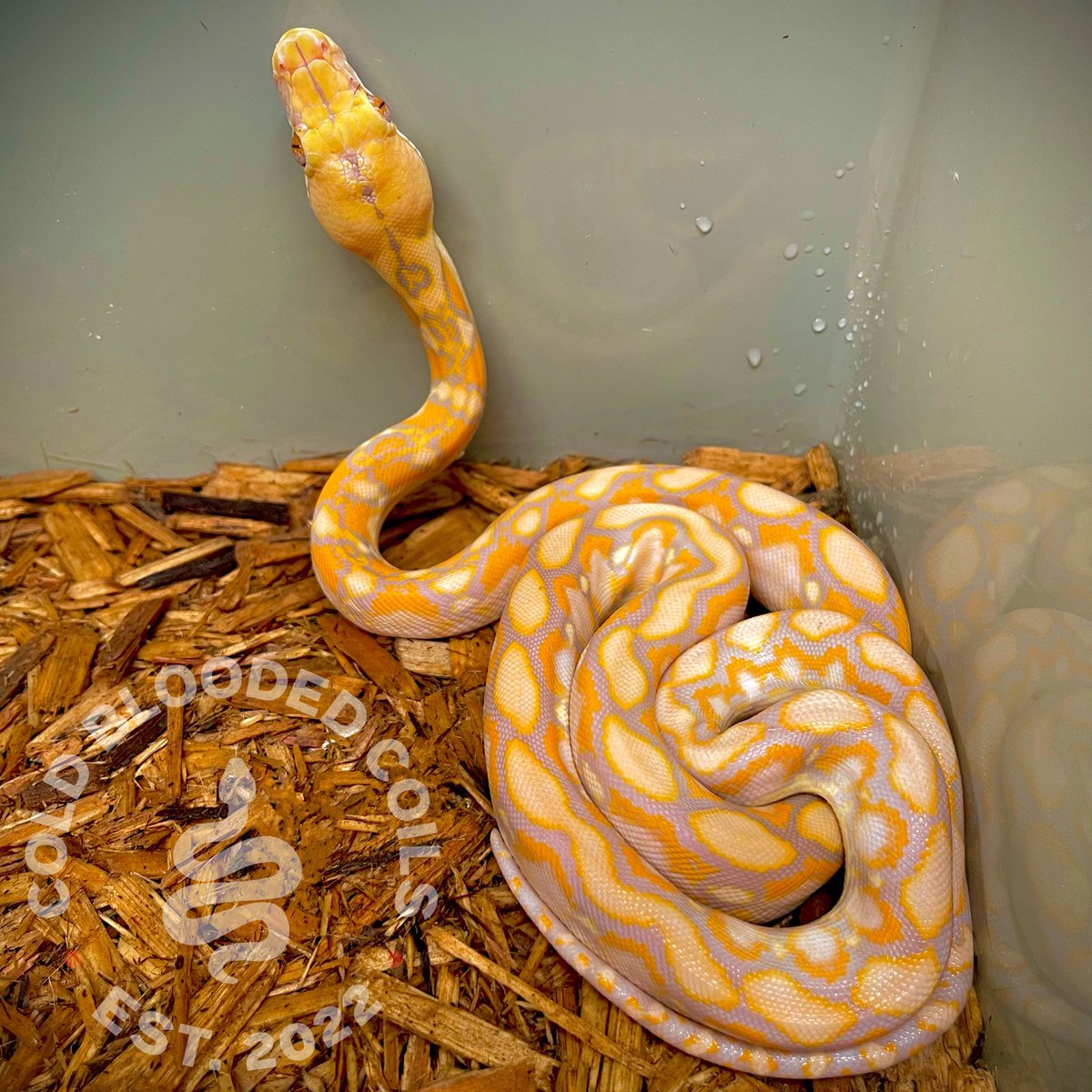 Cold Blooded Coils tweet media