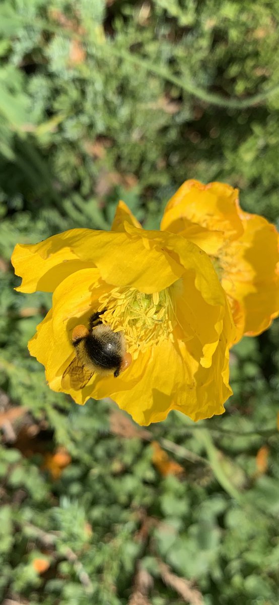Just a bee and a dwarf poppy 💛🐝 #SaveTheBees #FlowerReport