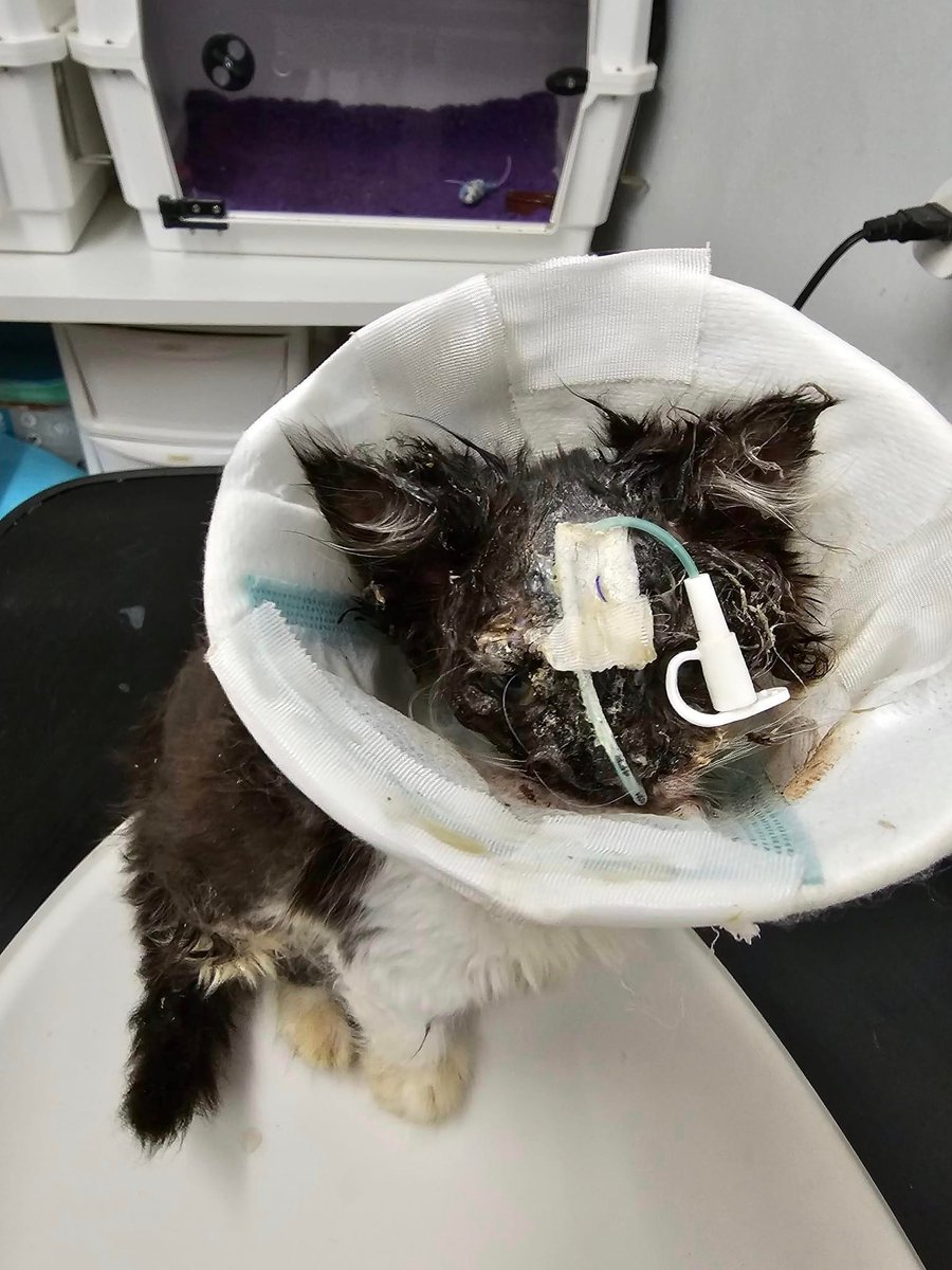 Bradford Cat Watch Rescue on Twitter "Little Meadow has now been on our critical care ward in