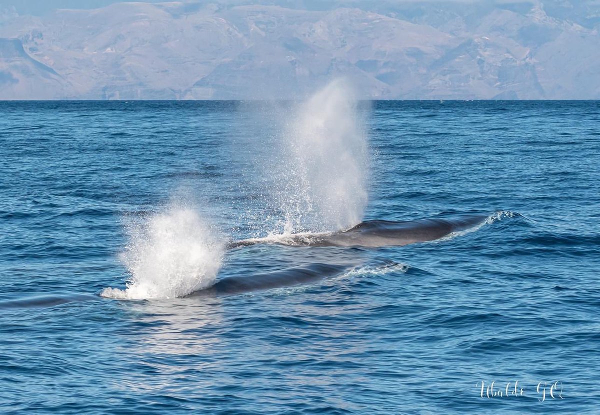Great photo by Ubaldo GQ, via @FlipperUno of two Fin whales (Balaenoptera physalus) at Los Gigantes yesterday, in Tenerife, Canary Islands. We have to be very fast to photograph it.  @GeoTenerife #nature #whaleWatching #marinescience