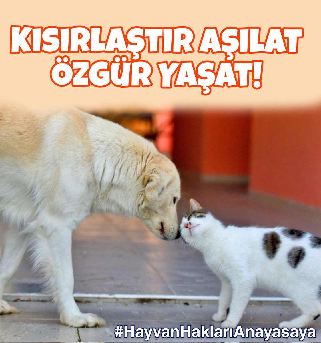 Devasa barınaklar ölüm kampları istemiyoruz! Özgür yaşamak onların da hakkı! #YaşamHakkınaSaygı #SokakHayvanlarıSahipsizDeğil