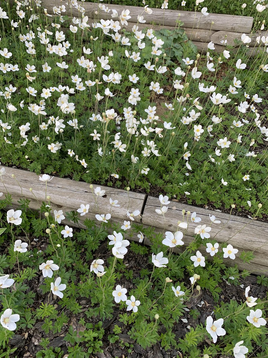 🤍 Steps of Anemone part of the buttercup family of #Flowers — #FlowerReport #FlowerHunting 🤍