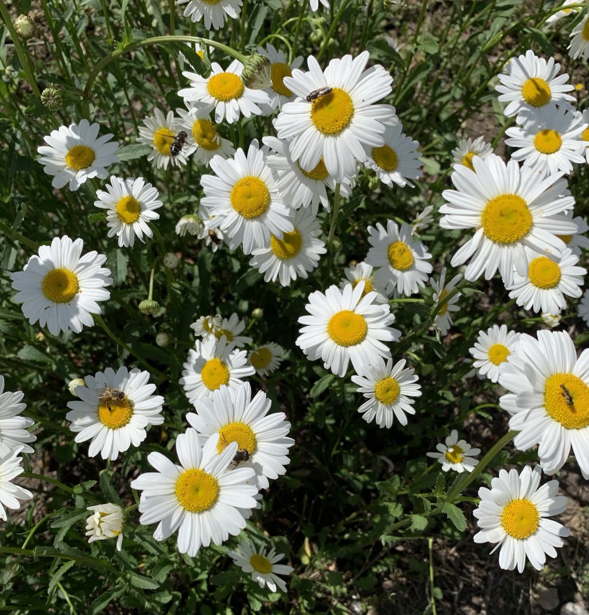 Pollinators loving some wild daisies #SaveTheBees #Flowers #FlowerReport 🌼