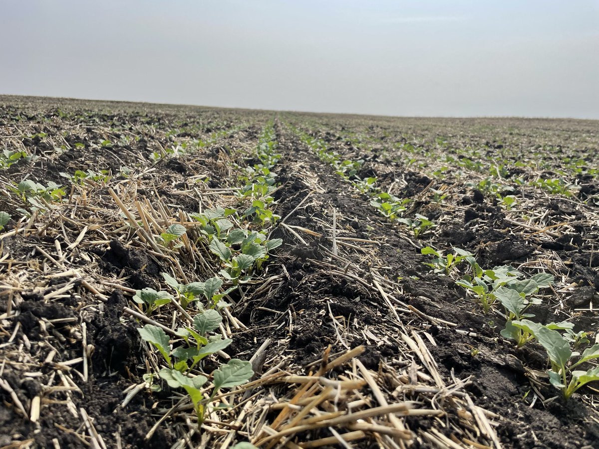 Brooke Moon tweet media