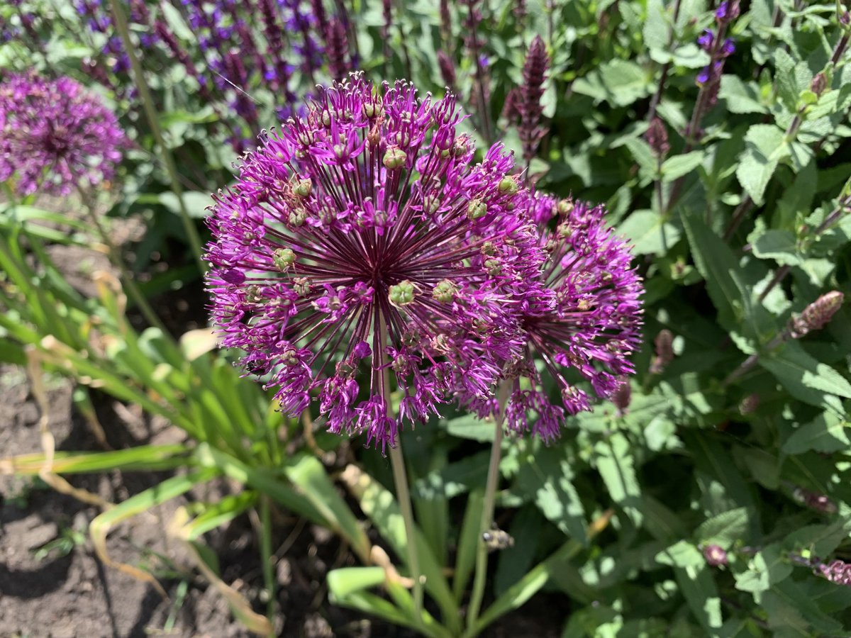 Some wild leek or Allium 💜 #FlowerHunting #FlowerReport